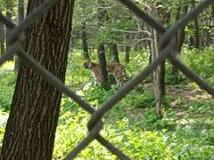 -哈尔滨北方森林动物园