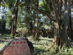 -瑞丽独树成林风景区