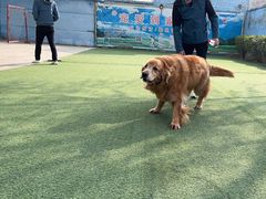 -宠物寄养训练学校