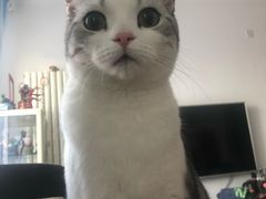 -喜多萌中农锦绣动物医院24H·猫科·牙科MRI·CT