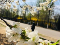 -永定河休闲森林公园