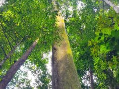 -武吉知马自然保护区