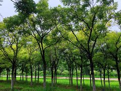 -永定河休闲森林公园