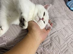 -lincat·猫舍(广州店)