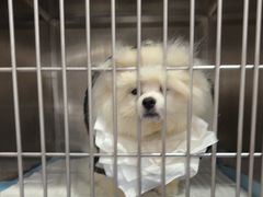 -博特宠物医院24h犬猫全科.骨科·异宠
