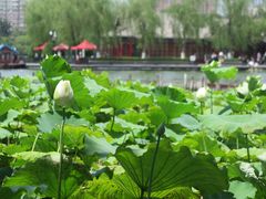 -济南大明湖景区