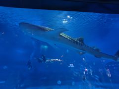 -烟台海昌鲸鲨海洋公园