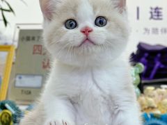 -小猫来了·猫咪专售(红山六九七九店)