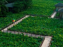 -绍兴镜湖国家城市湿地公园