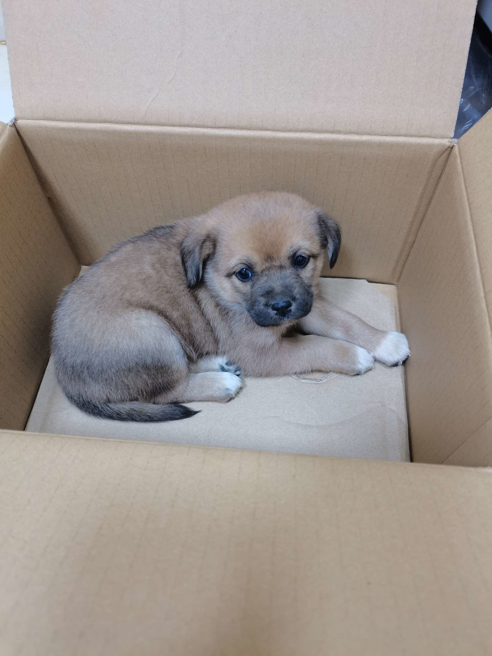 小土狗颜值逆袭