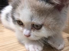 -屋虎猫馆(宝安大仟里店)
