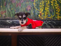 -FAELING PETS美天灵宠物(富力广场店)