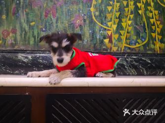 车场里的宠物店，逛完商场直接带走狗狗