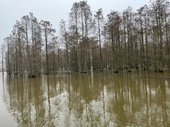 -池杉湖湿地公园