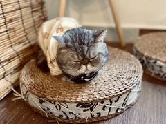 -楼上猫咖(罗湖店)