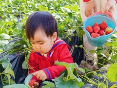 -昌平兴寿秀秀草莓采摘园