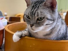 -藏猫猫咖啡主题馆(中央大道店)