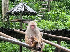-西双版纳原始森林公园