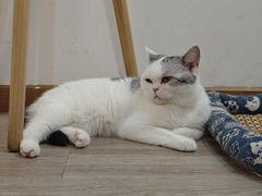 -柴迷FANS CLUB·柴犬狗咖·猫咖