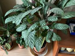 -秦美花卉(天朗·莱茵小城2期店)