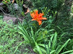 -鲁山国家森林公园