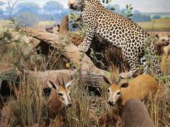 -陕西自然博物馆