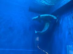 -芜湖新华联大白鲸海洋公园