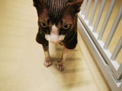 -猫在这儿猫咪咖啡馆·撸猫馆
