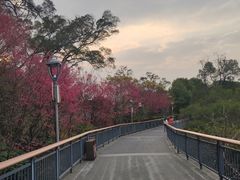 -金鸡山公园