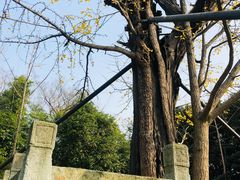 -上海佘山国家森林公园天马山园