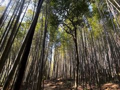 -广州市石门国家森林公园