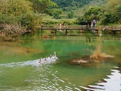 -靖西鹅泉风景区