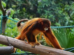 -广州长隆野生动物世界