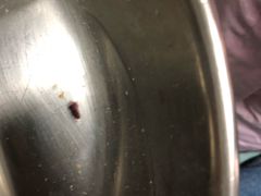 -ventus spa 沙巴亚庇正宗精油按摩会所