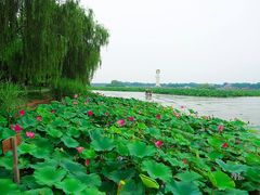 -白洋淀景区