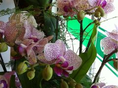 -静岸花卉园艺(三星坊店)