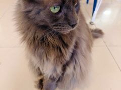 -平行世界·猫咖(首经贸店)