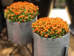 -豆豆花艺(新光天地店)