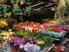 -曲阳花鸟市场(曲阳路店)