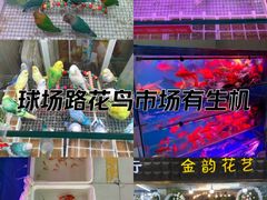 -武汉花鸟市场