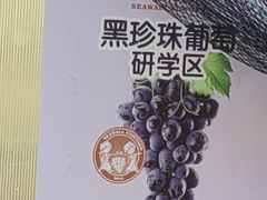 -海堤葡萄园中小学生研学基地