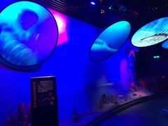 -贝林大翅鲸简餐厅(国家海洋博物馆店)