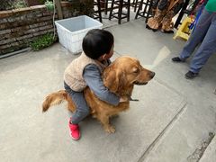 -樂桃源奉贤黄桃种植采摘基地