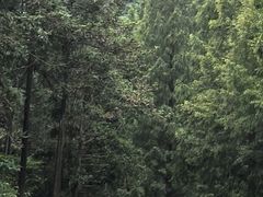 -天目山大树王景区