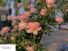 -萤火虫咖啡(后海店)