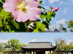 -上海滨江森林公园