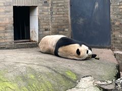 -都江堰中华大熊猫苑