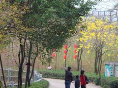 -天适樱花悠乐园