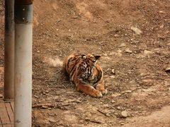 -石家庄市动物园