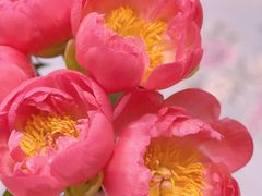 -循礼门鲜花花市(武汉循礼门店)